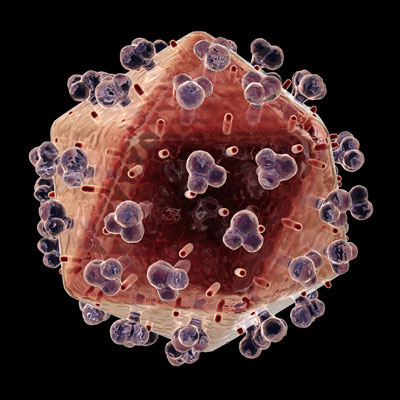 A HIV vírus modellje